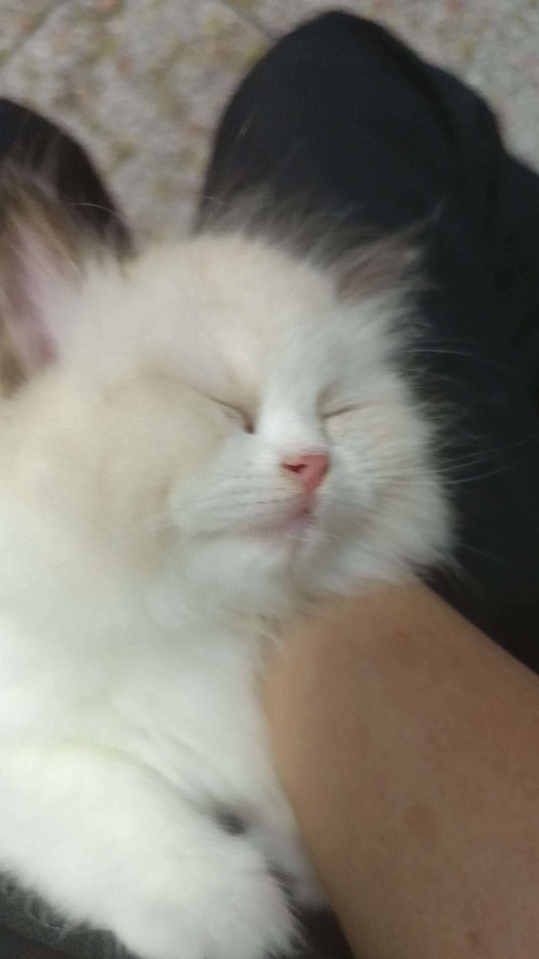 可以随便撸的布偶妹妹找主人，新脸版哦